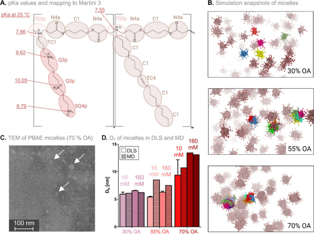 Decoding the structure of nano ‘gene ferries’ to advance RNA drugs