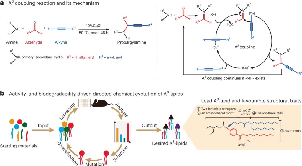 Engineers refine lipid nanoparticles for better mRNA therapies