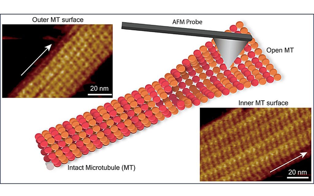 Atomic force microscopy reveals microtubule defects at submolecular resolution