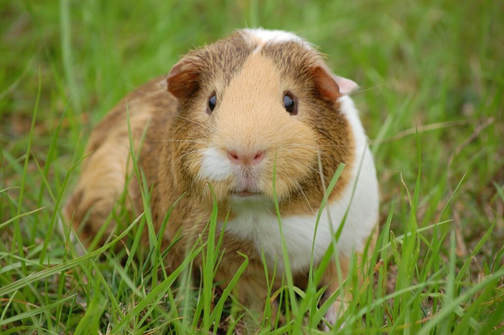 Nanoparticle-mediated gene therapy fixes major cause of stillbirth and premature birth in guinea pig model