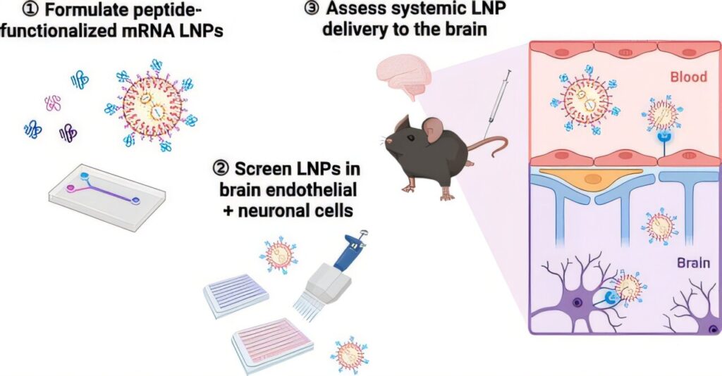 Peptide-guided nanoparticles deliver mRNA to neurons