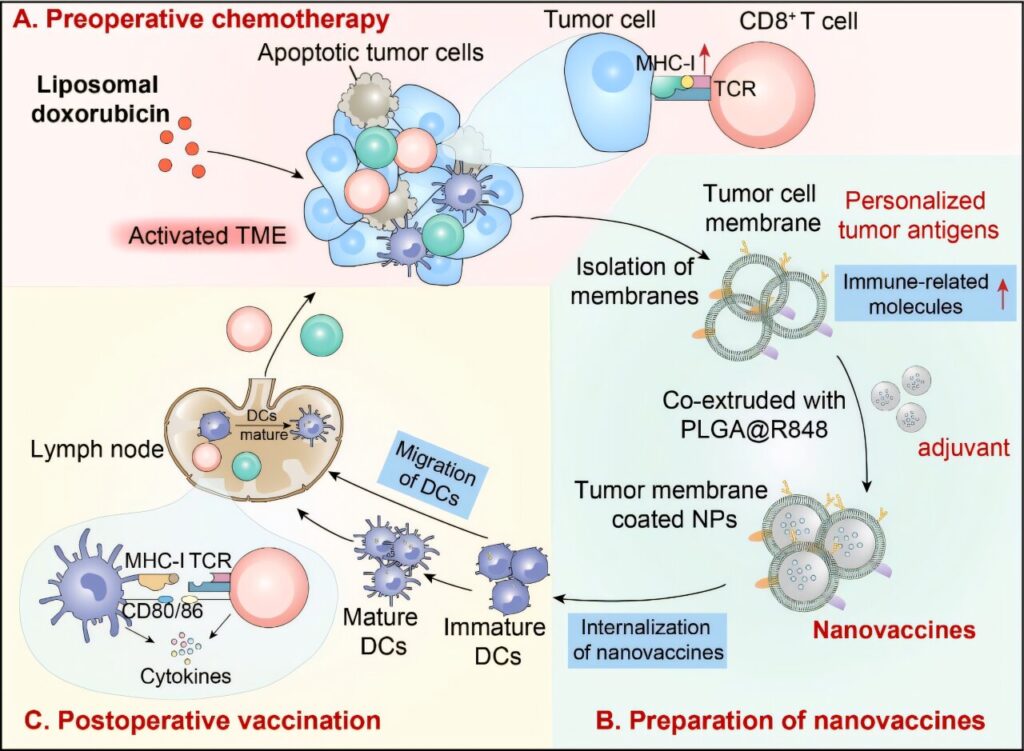 Nanovaccine derived from pre-chemotherapy tumors combats multiple tumors in mice