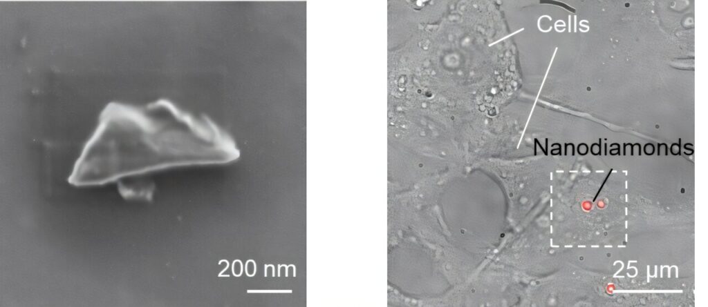 High-quality nanodiamonds offer new bioimaging and quantum sensing potential