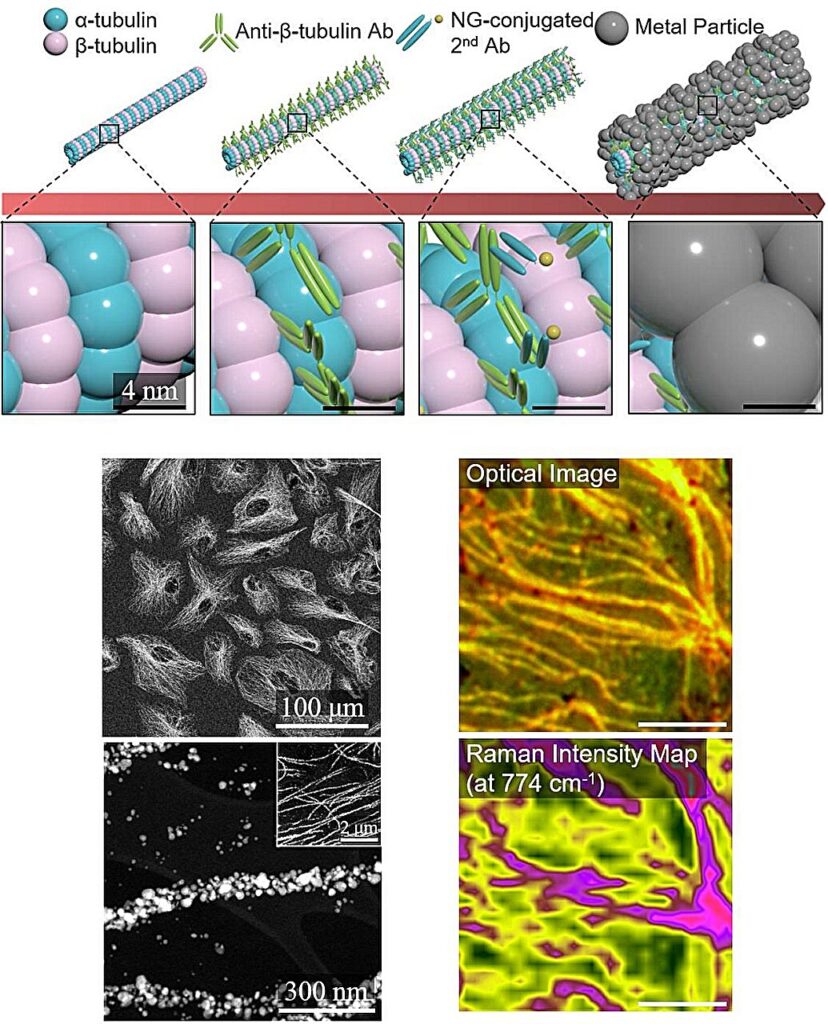 Highly tunable biotemplating method expands nanostructure synthesis options