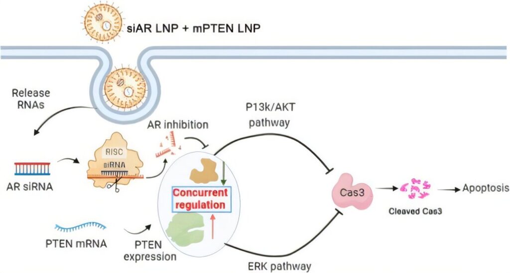 Researchers discuss lipid nanoparticle therapy to stop tumor growth and restore tumor suppression