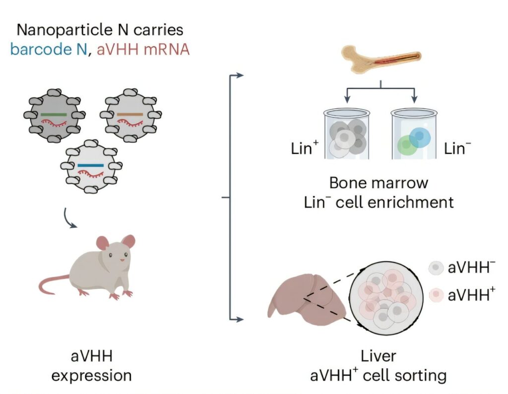 Special delivery nanoparticle can program stem cells while inside the body