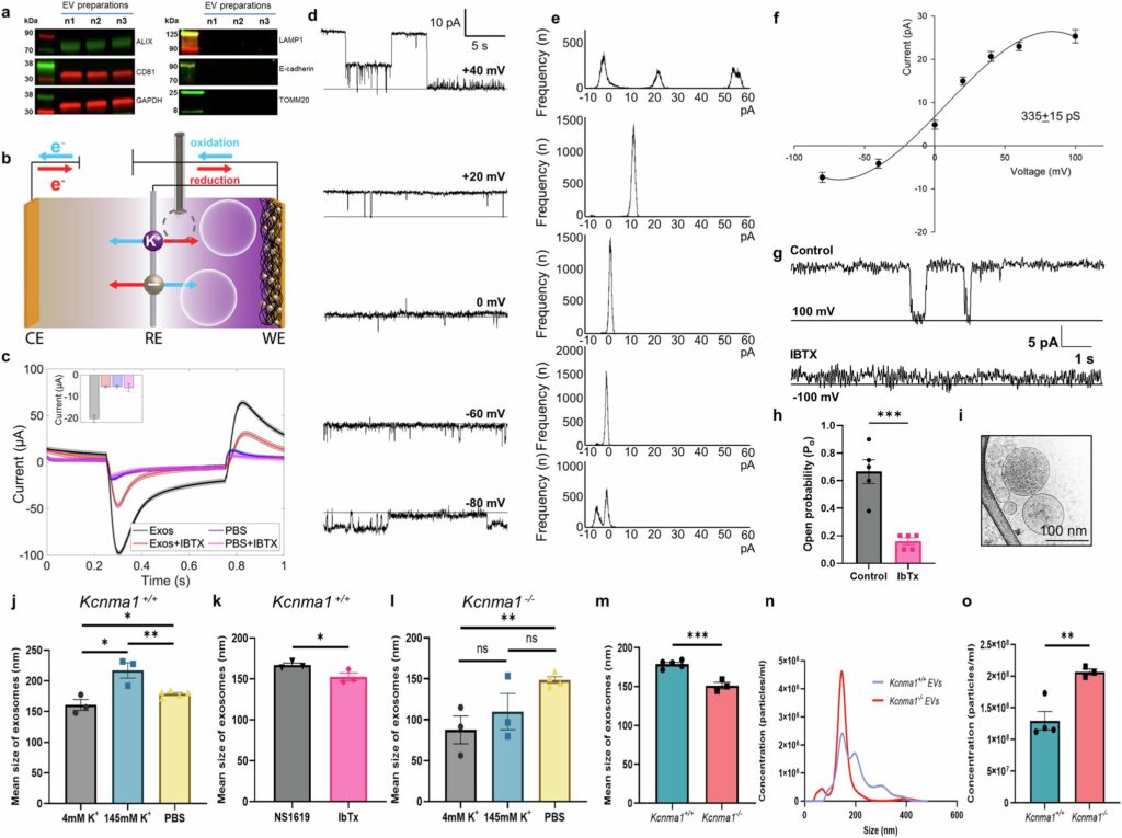 Extracellular vesicles contain ion channels that make cell-to-cell cargo transport possible