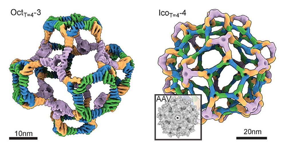 AI-designed ‘nanocages’ mimic viral behavior for enhanced gene therapy