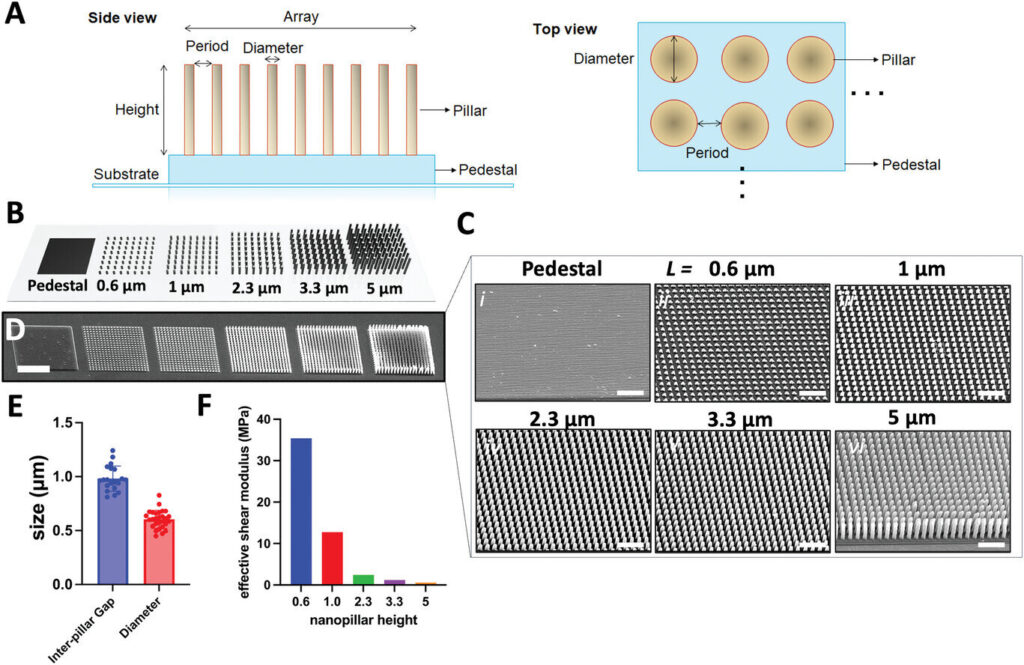 3D-printed nanopillars mimic brain environment to promote neuron growth