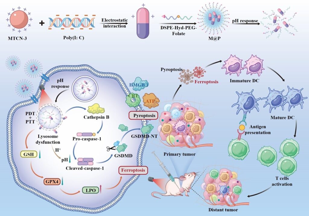 Self-assembling nanoplatform can boost cancer photoimmunotherapy effectiveness