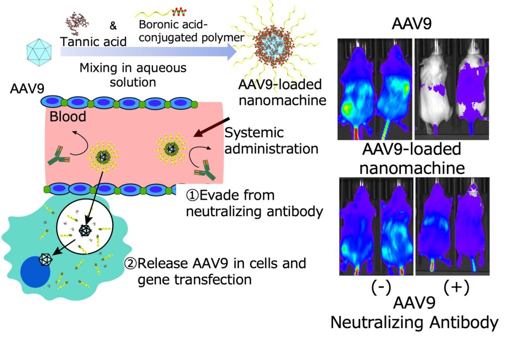 Nanomachines loaded with wine ingredients overcome gene therapy challenges