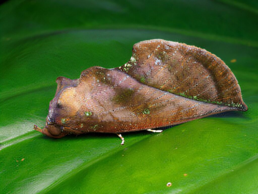 Masquerading moth deploys specialized nanostructures to evade predators