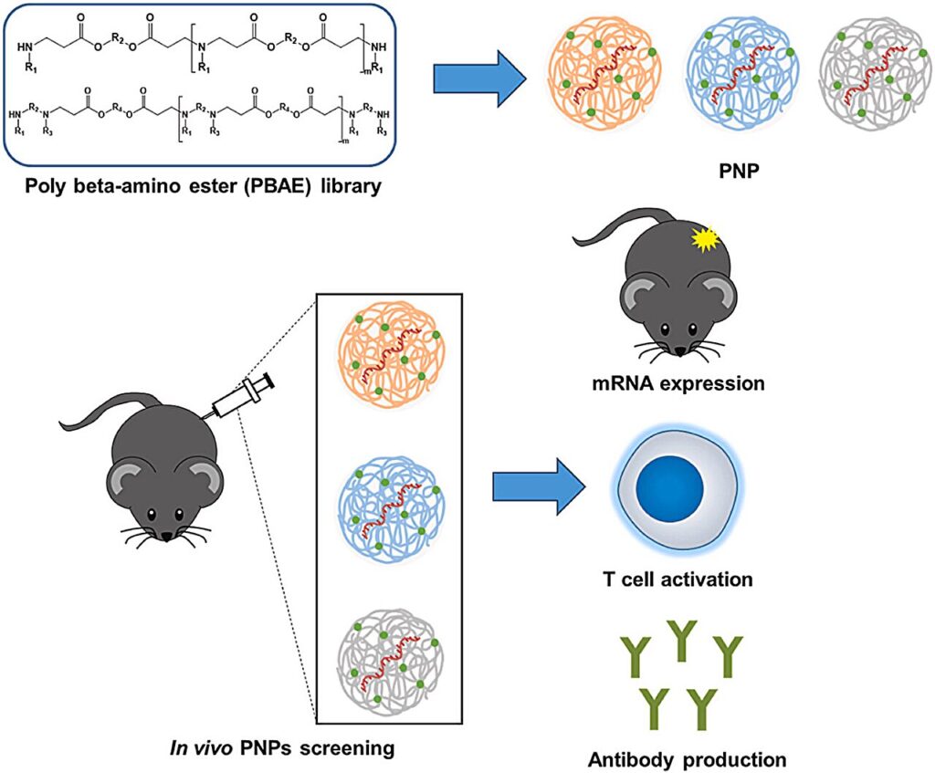 Next-generation mRNA vaccine delivery system uses biodegradable polymers