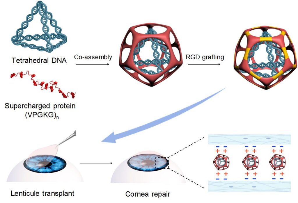 Biocompatible nanoadhesive offers hope for safer corneal transplants, reducing inflammation and infection risks