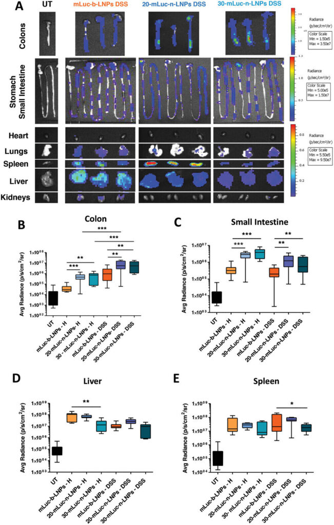 mRNA-based drugs successfully delivered to intestine—without passing through the liver