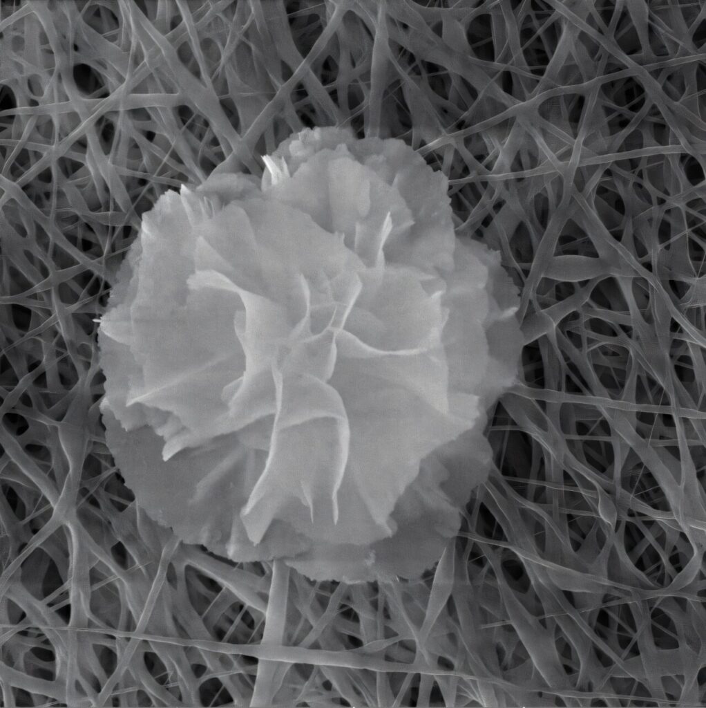 A delicate nanoflower that is downright deadly to bacteria