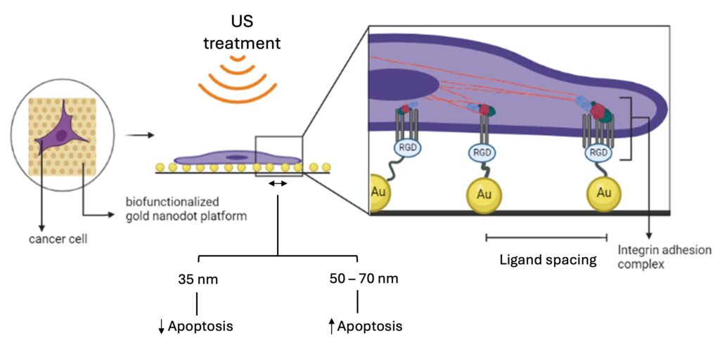 Gold nanodots can help boost cancer cell response to ultrasound treatment