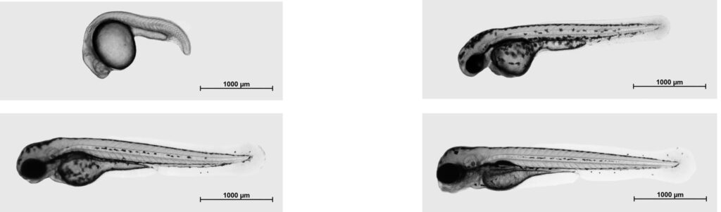 Extracellular vesicles that guide zebrafish embryonic development may have potential for human medicine