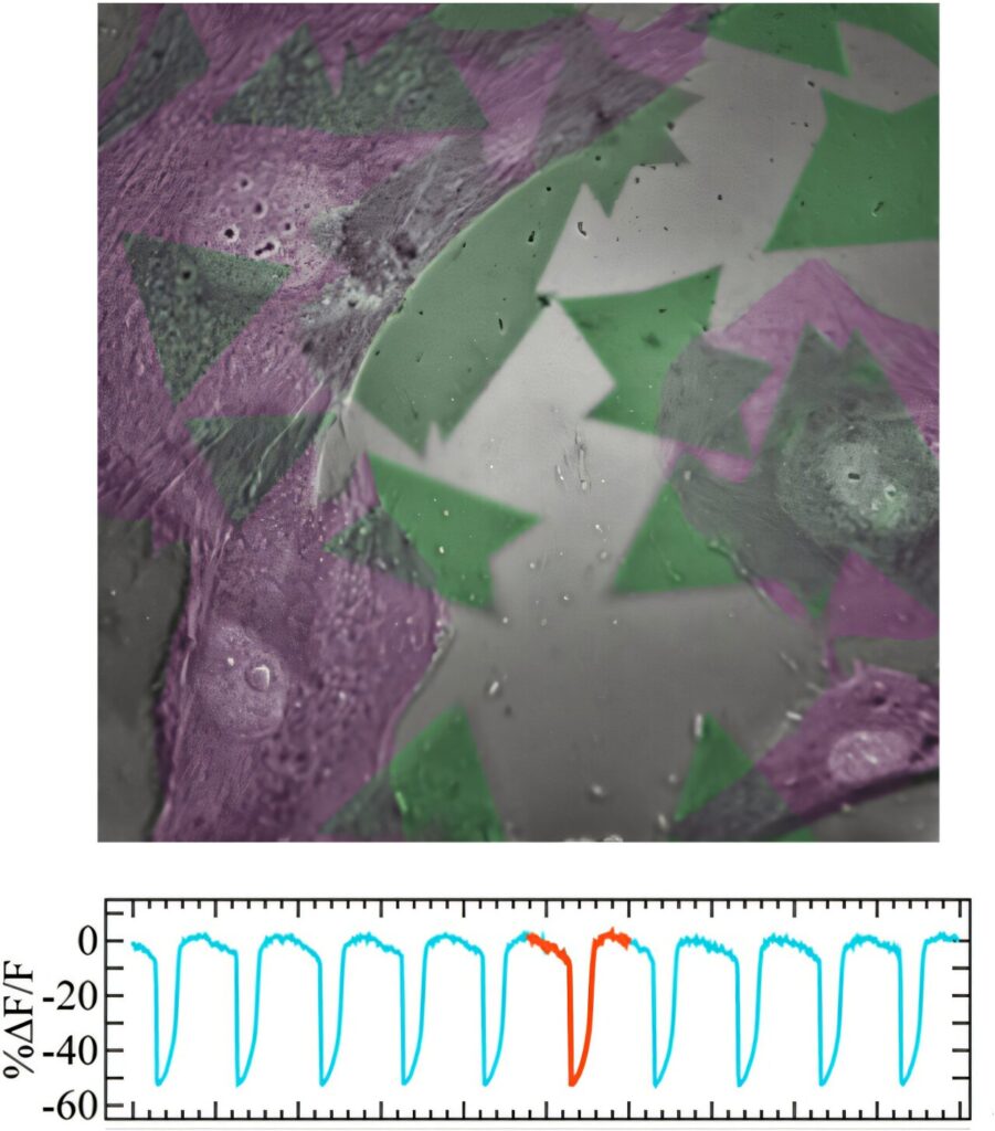 Quantum properties in atom-thick semiconductors offer new way to detect electrical signals in cells