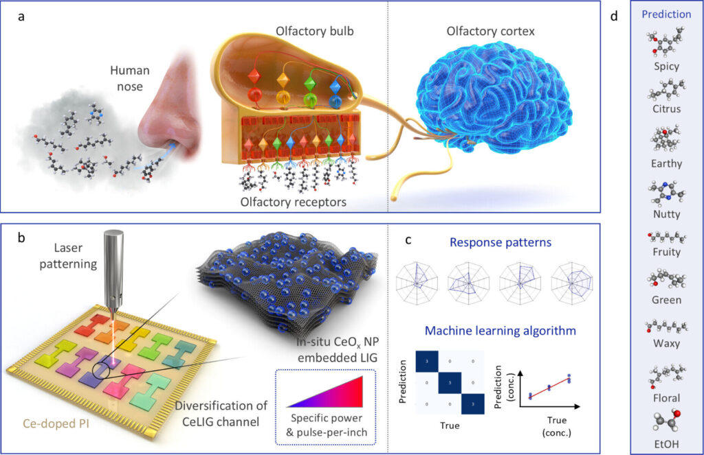 AI-powered electronic nose detects diverse scents for health care and environmental applications