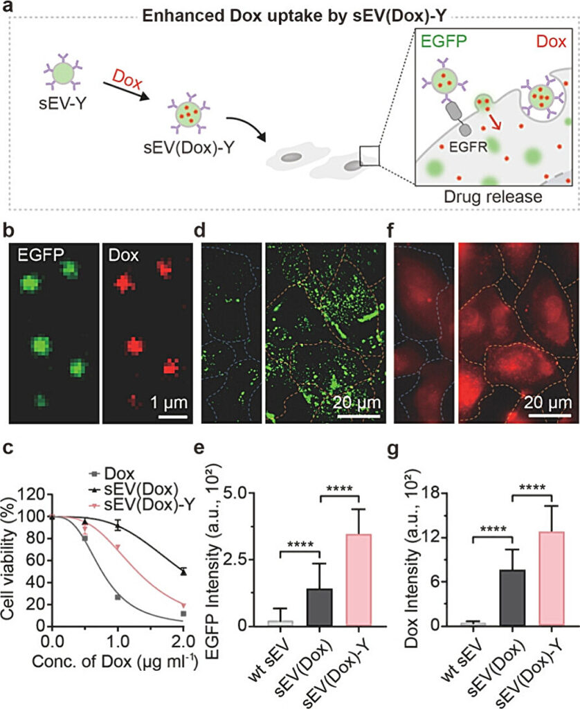 Modular protein adapter technology enables exosome-based precision drug delivery