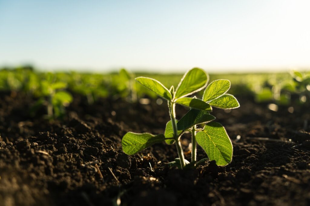 Revolutionizing Agriculture: Nanopriming for Resilient Crops