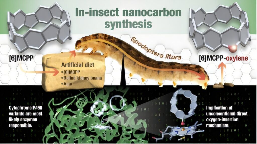 Caterpillar factories produce fluorescent nanocarbons