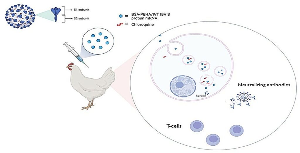 Fighting poultry disease with mRNA: Researchers pioneer nanoparticle approach