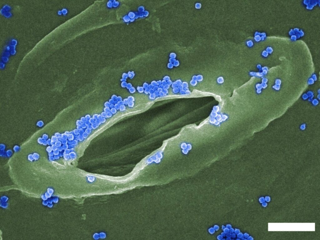 Nanoparticle smart spray helps crops block infection before it starts