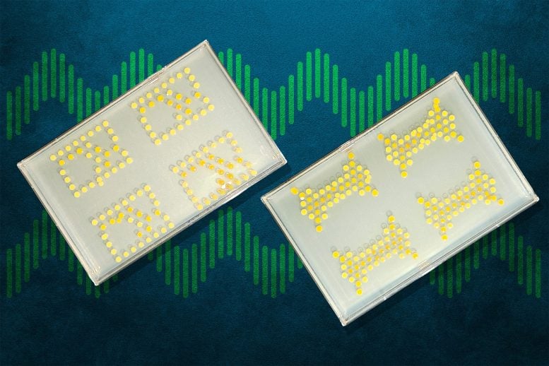 MIT Engineers Create a Living Circuit Board From Bacteria